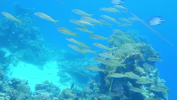 lote de peixes diferentes durante o mergulho no Egypt mar vermelho - Filmagem, Vídeo