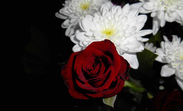 rote Rose und weiße Blumen, schwarzer Hintergrund - Foto, Bild