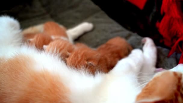 Noworodek czerwony kot pije mleko matki. Karmienie piersią mały ładny kociak imbir. Domowe zwierzę Sen i przytulny czas drzemki. Wygodne zwierzęta śpią w przytulnym domu. Kociak ssie na koty piersi filmy - Materiał filmowy, wideo