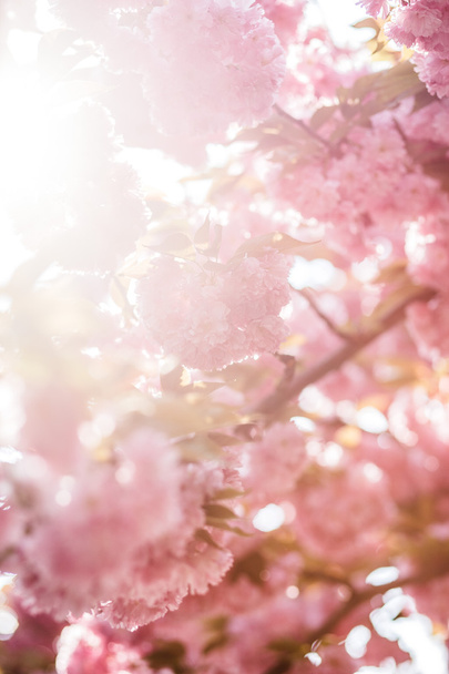Flor de cerezo en abril
 - Foto, imagen