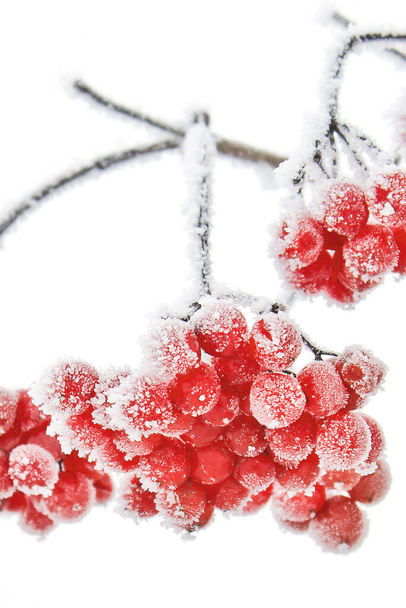Frozen viburnum under the snow. First snow - Fotoğraf, Görsel
