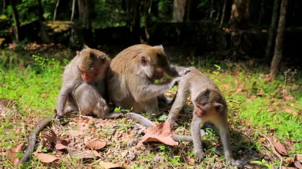 Famille de singes dans la jungle
 - Séquence, vidéo