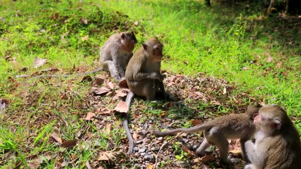 Affenfamilie im Dschungel - Filmmaterial, Video