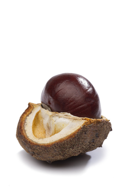 Fresh chestnut in its husk - Photo, Image