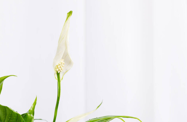one open white spathiphyllum bud against its green leaves. Light floral greeting card - Foto, Imagen