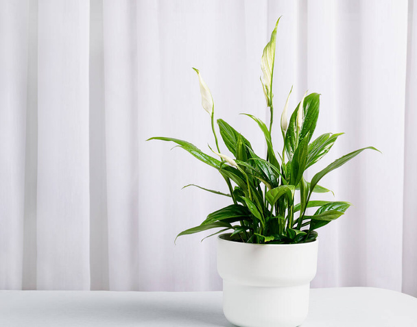 Spathiphyllum flower in a white flower pot against the background of light curtains in a home interior - Foto, Imagem