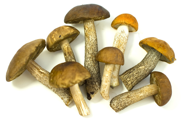 Fresh mushrooms on the white background - Photo, Image
