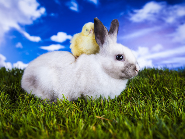 イースター、ウサギと鶏 - 写真・画像