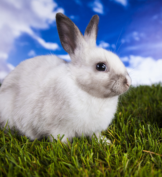 Velikonoce, králíček a kuřecí - Fotografie, Obrázek