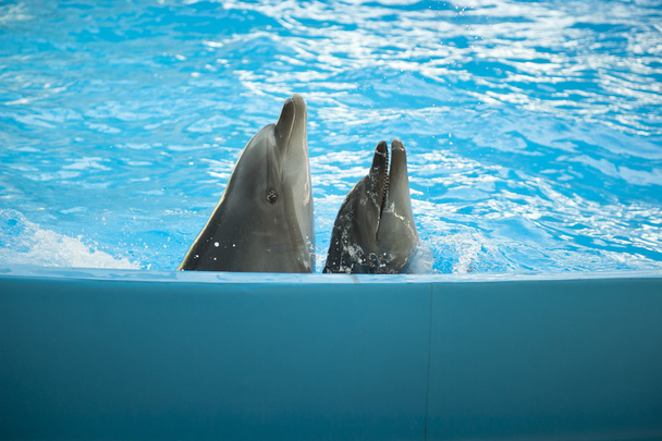 Dolphins - Photo, Image