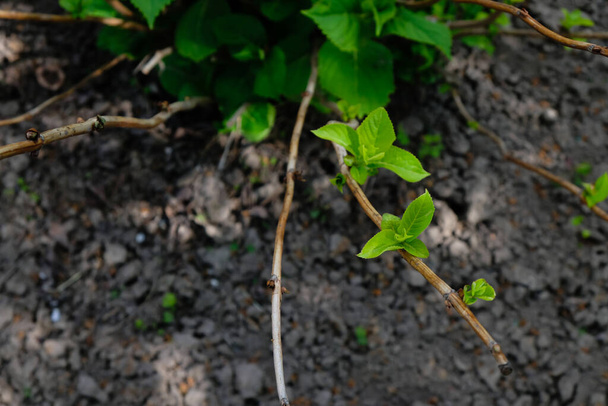 Hydrangea pensas kotipuutarhassa. Keväällä. Ole varovainen. Asianmukainen karsiminen. - Valokuva, kuva