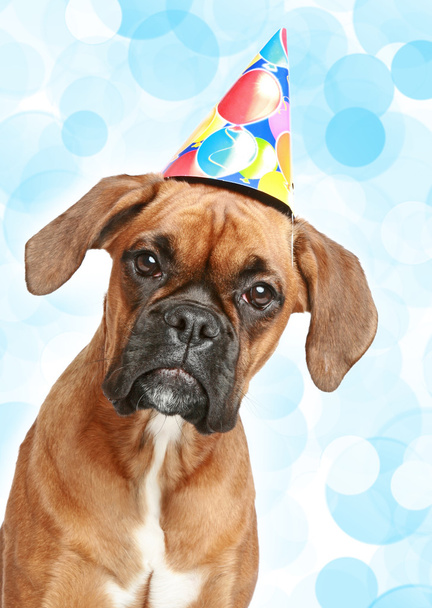German Boxer puppy in party cone - Foto, imagen