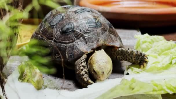 Elongated tortoise exotic eating food in the natural park. - Footage, Video