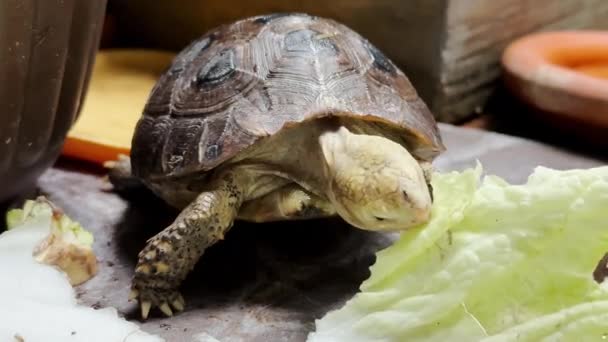 Langwerpige schildpad exotisch huisdier eten voedsel in de ochtend. - Video