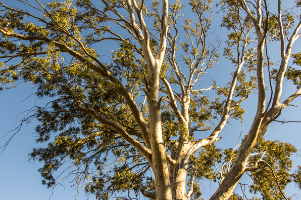 空を背景にツリー ブランチ - 写真・画像