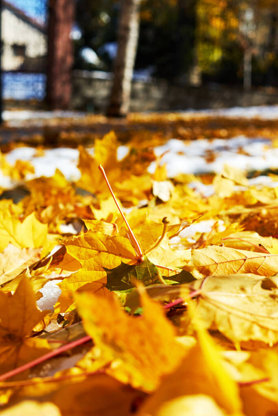 fond abstrait de feuilles d'érable jaune tombées sur le trottoir. mise au point sélective avec fond flou - Photo, image