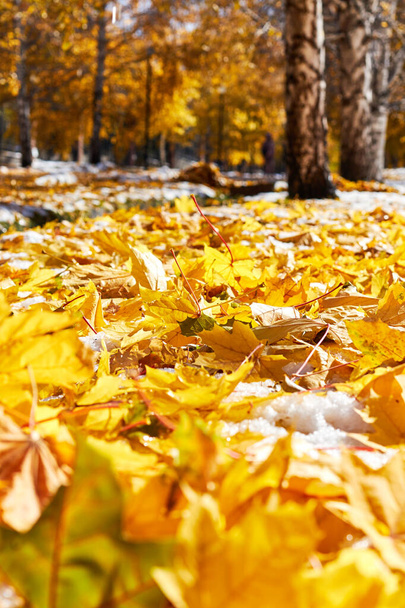 sfondo astratto di foglie di acero giallo caduto sul marciapiede. messa a fuoco selettiva con sfondo sfocato - Foto, immagini