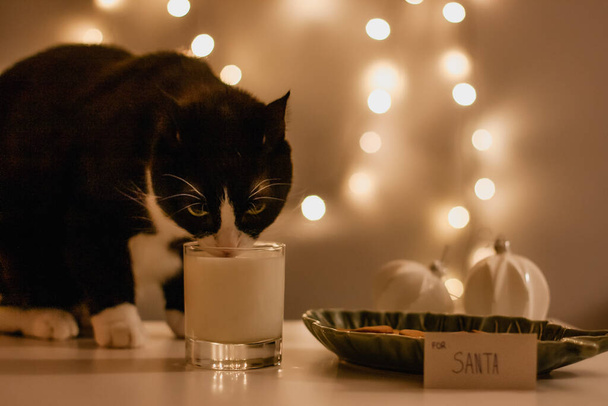 Cartão de Natal. Um gato preto com um pescoço branco bebe leite de um copo de leite deixado para Santa com uma tigela de gengibre ao lado e luzes de Natal bokeh fundo. - Foto, Imagem