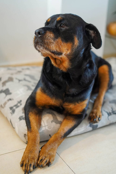 Rottweiler perro descansando sobre su colchón - Foto, imagen