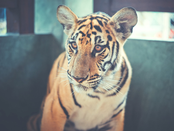 Beautiful young tiger - Zdjęcie, obraz