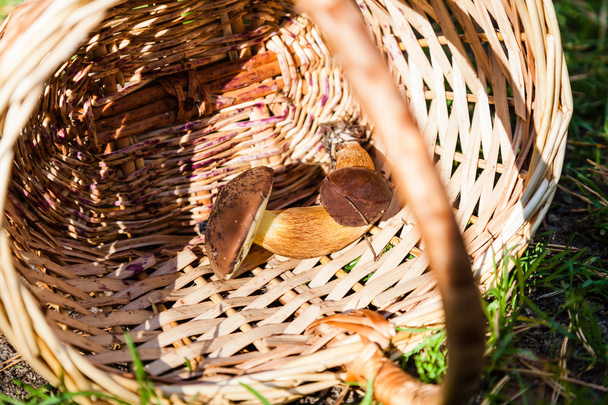 Two mushrooms in basket - Foto, afbeelding