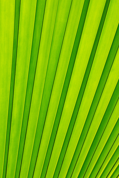 Green palm tree leaf as a background - Photo, Image