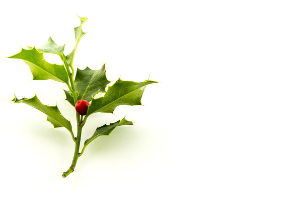 Christmas Holly, with bright red berrie in side left - Photo, Image