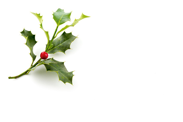 Christmas Holly, con berrie rojo brillante
 - Foto, Imagen