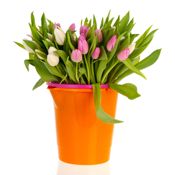 Pink and white tulips - Φωτογραφία, εικόνα