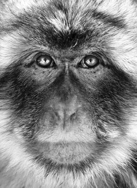 siyah-beyaz maymun portre - Fotoğraf, Görsel