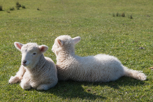 Dois cordeiros recém-nascidos descansando na grama
 - Foto, Imagem