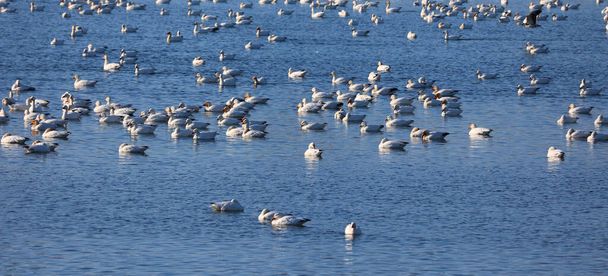 Snow geese migration. During spring migration, large flocks of snow geese fly very high along narrow corridors, more than 3000 miles from traditional wintering areas to the tundra.   - Photo, Image