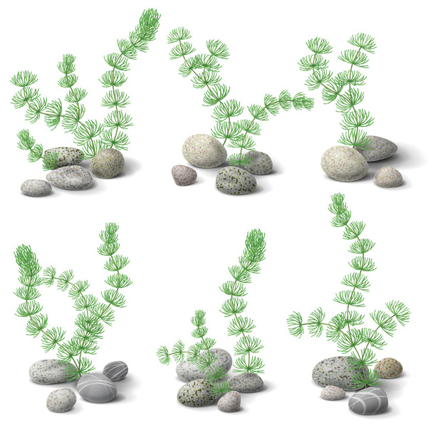 Hornwort and pebbles - Vector, Imagen