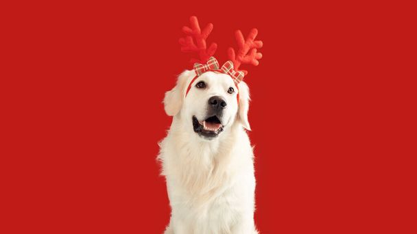 Bandeira de Natal para cães. Cão engraçado golden retriever vestindo chifres de rena xmas, sentado no fundo do estúdio vermelho, panorama. Feliz Natal! - Foto, Imagem