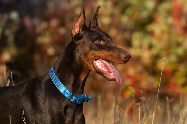 フォレストのドーベルマン犬の肖像画 - 写真・画像