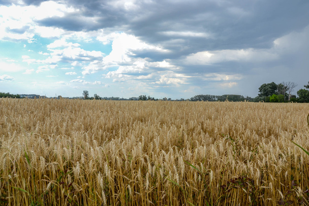 Campo de grano de oro antes de la cosecha
 - Foto, Imagen