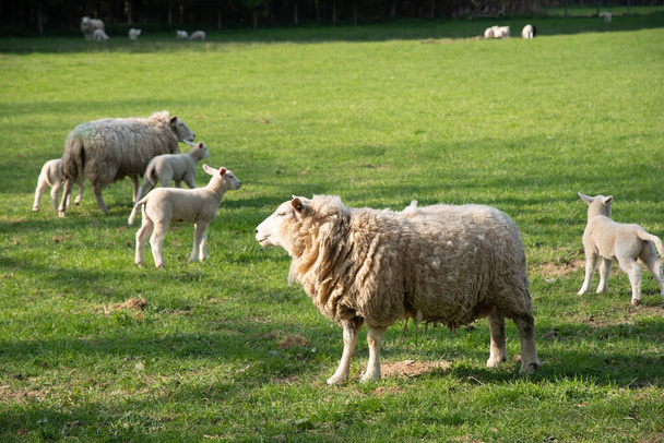 ovejas blancas con corderos pastan en un césped verde en un forraje natural para esquilar lana. Foto de alta calidad - Foto, Imagen