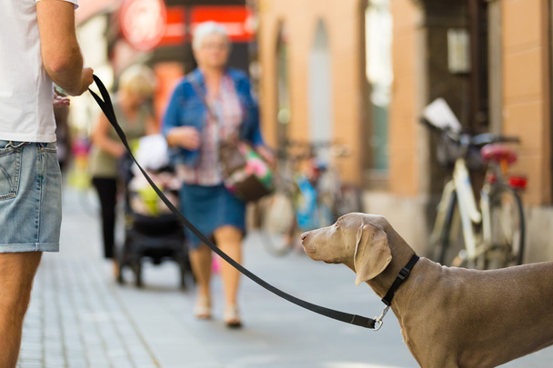 Guy with dog on leash. - Фото, зображення