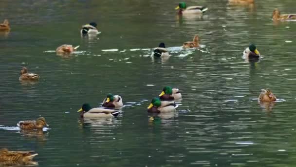 Flock of Wild Duck Floating in Water Footage. - Footage, Video