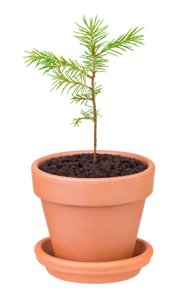 Pine sprout growing in   pot - Photo, Image