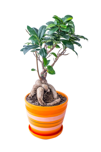 Ficus dans un pot - Photo, image