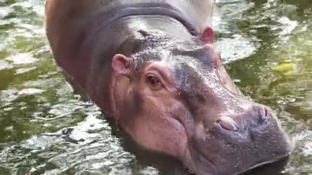 Hipopotam, hipopotam w stawie - Materiał filmowy, wideo