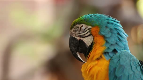 parrot macaw blue and gold sleeping, closeup - Footage, Video