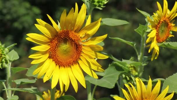 Sunflowers field in the wind - Footage, Video