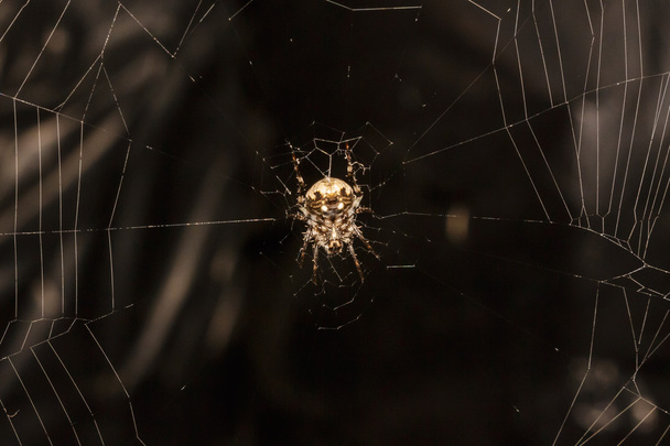 Маленький павук в будинку
 - Фото, зображення