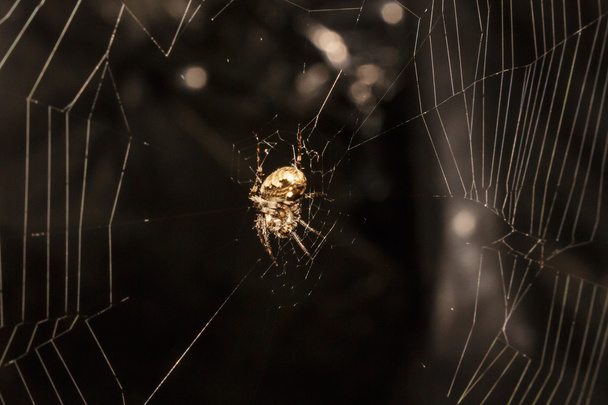 Evde küçük örümcek - Fotoğraf, Görsel