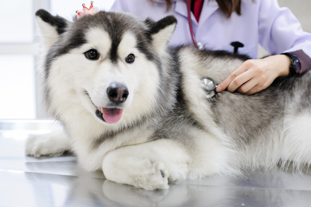Young veterinarian examining cute siberian husky - Photo, image