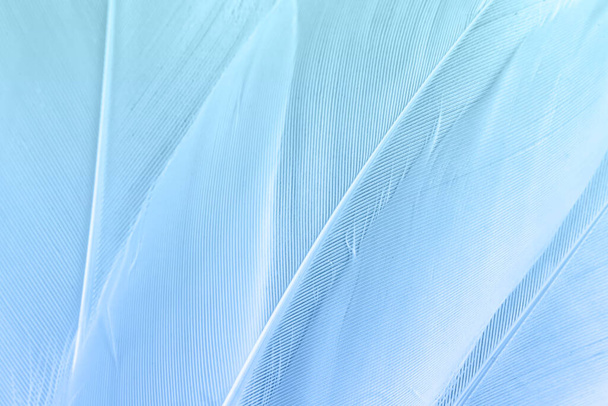 Macro of White Feathers Texture Background - Photo, Image