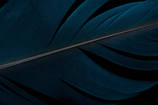 Makro z ciemnoniebieskim piórem tekstury na czarnym tle - Zdjęcie, obraz