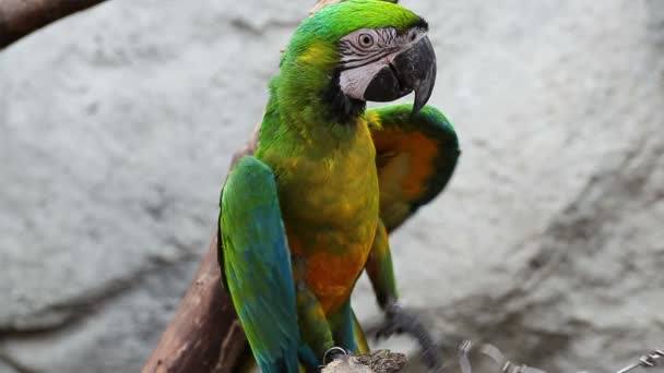 parrot macaw blue and gold, closeup - Footage, Video
